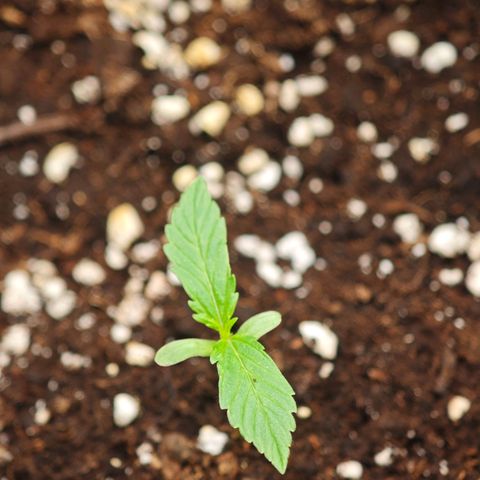 Fruit Punch Auto #1 growlog timeline photo