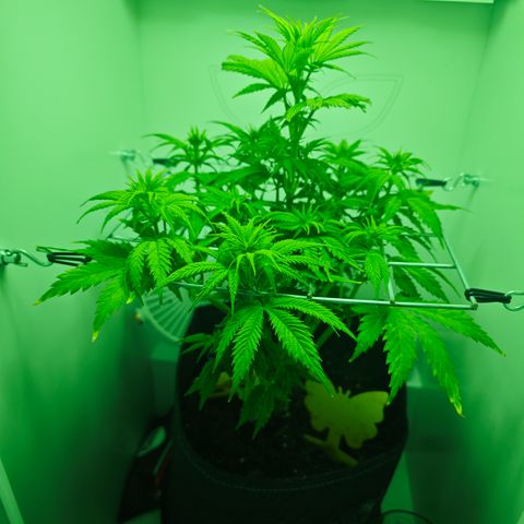 Watermelon OG RQS growlog timeline photo