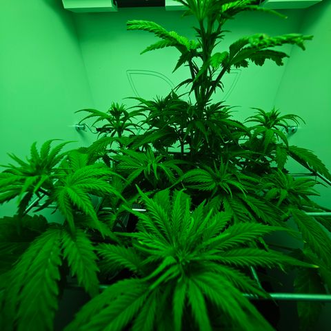 Watermelon OG RQS growlog timeline photo