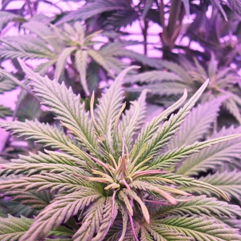 Watermelon OG RQS growlog photo: Lichtstress zu hoch
