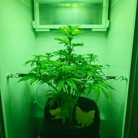 Watermelon OG RQS growlog photo: Lichtstress zu hoch