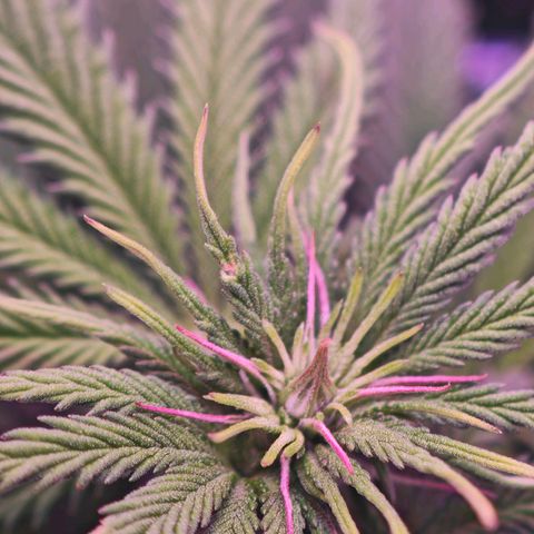 Watermelon OG RQS growlog photo: Lichtstress zu hoch