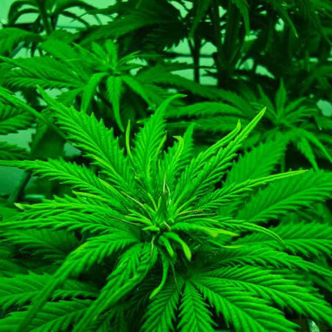 Watermelon OG RQS growlog timeline photo