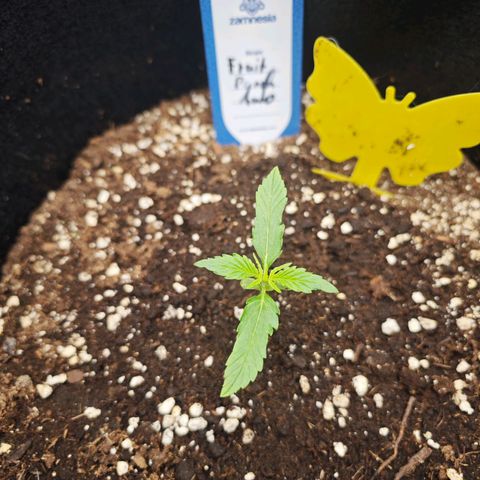 Fruit Punch Auto #1 growlog timeline photo