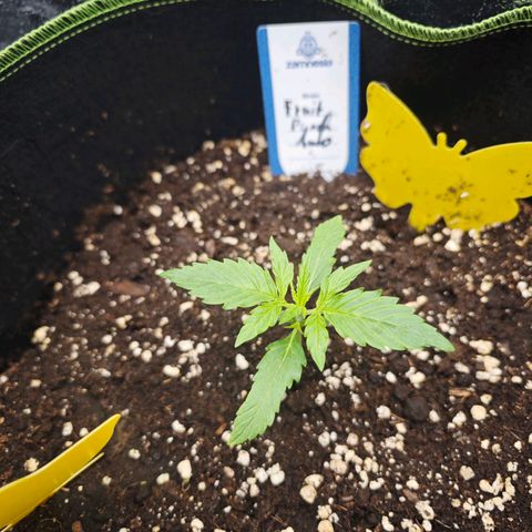 Fruit Punch Auto #1 growlog timeline photo