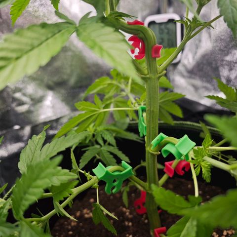 Watermelon OG RQS #2 growlog timeline photo