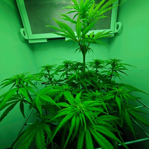 Watermelon OG RQS growlog timeline photo