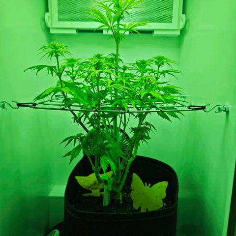 Watermelon OG RQS growlog timeline photo