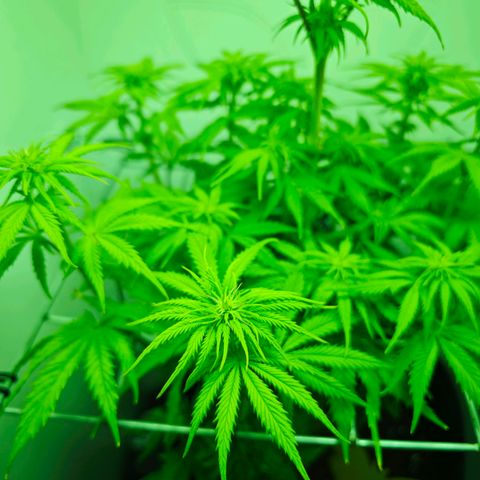 Watermelon OG RQS growlog timeline photo