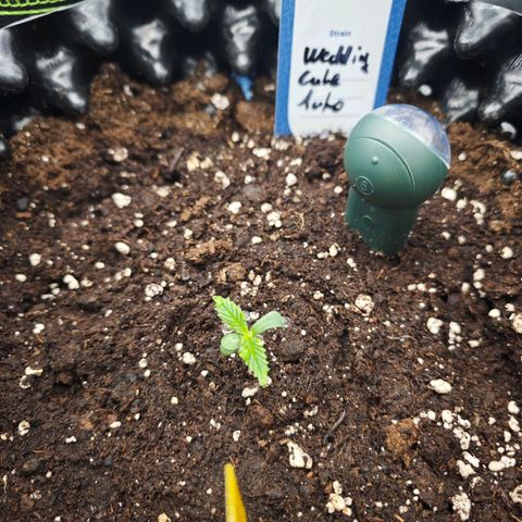 Wedding Cake Auto #1 growlog timeline photo