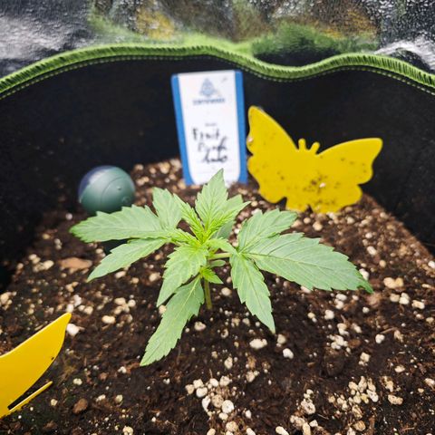 Fruit Punch Auto #1 growlog timeline photo