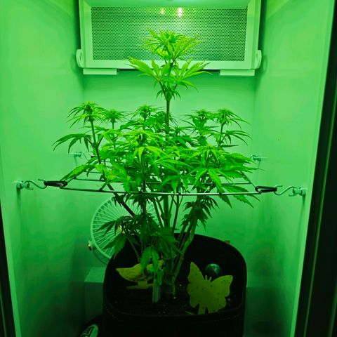 Watermelon OG RQS growlog timeline photo