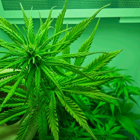 Watermelon OG RQS growlog timeline photo