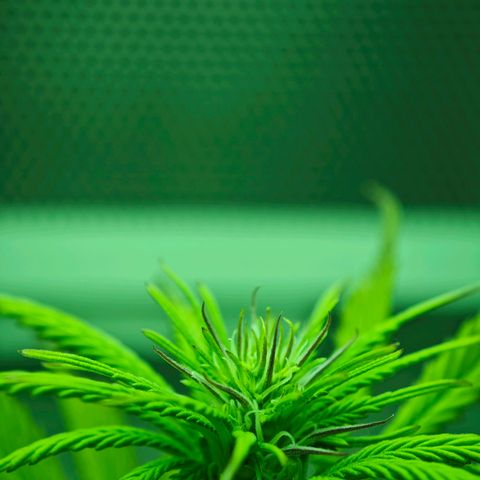 Watermelon OG RQS growlog timeline photo