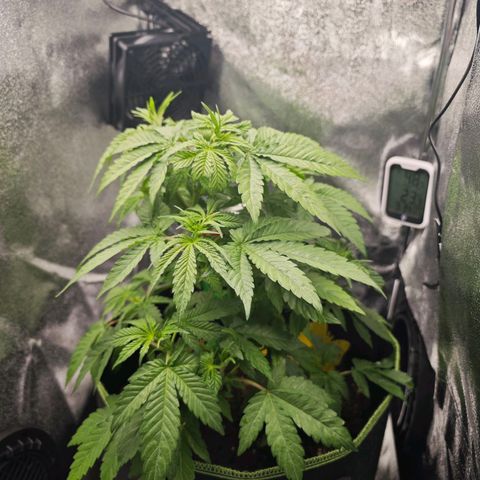 Watermelon OG RQS #2 growlog timeline photo