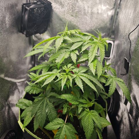 Watermelon OG RQS #2 growlog timeline photo