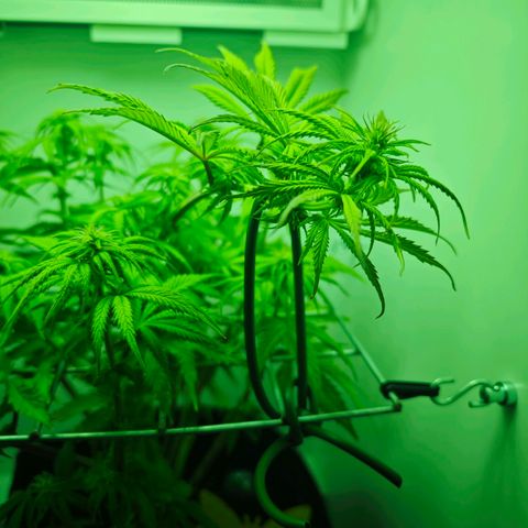 Watermelon OG RQS growlog photo: Runtergebunden um Lichtstress auf main cola zu reduzieren