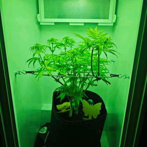 Watermelon OG RQS growlog photo: Runtergebunden um Lichtstress auf main cola zu reduzieren