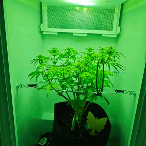 Watermelon OG RQS growlog timeline photo