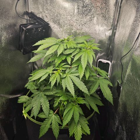 Watermelon OG RQS #2 growlog photo: Vorher - Nachher
