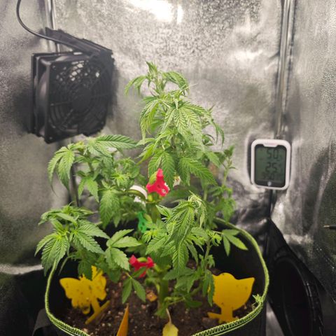 Watermelon OG RQS #2 growlog photo: Vorher - Nachher