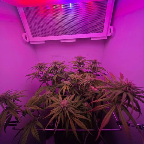 Watermelon OG RQS growlog timeline photo