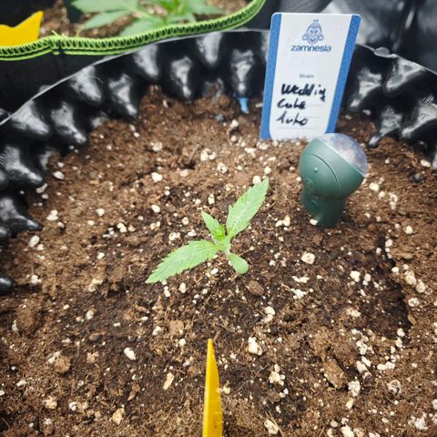 Wedding Cake Auto #1 growlog timeline photo