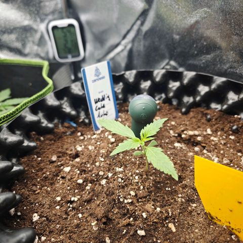 Wedding Cake Auto #1 growlog timeline photo