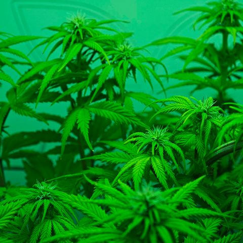 Watermelon OG RQS growlog timeline photo
