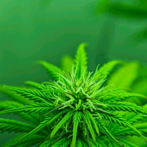Watermelon OG RQS growlog timeline photo
