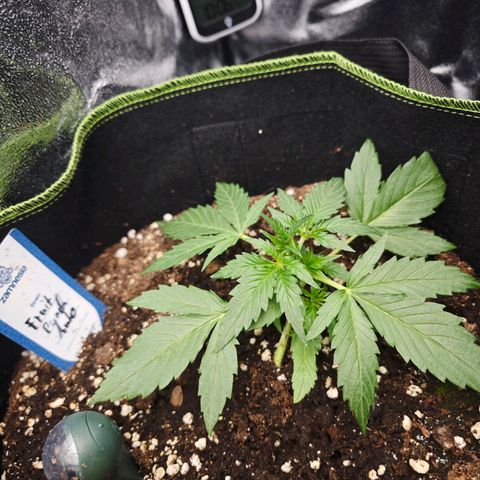 Fruit Punch Auto #1 growlog timeline photo