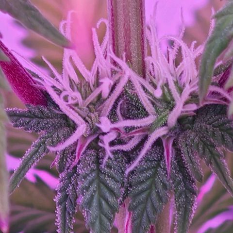 Watermelon OG RQS growlog timeline photo