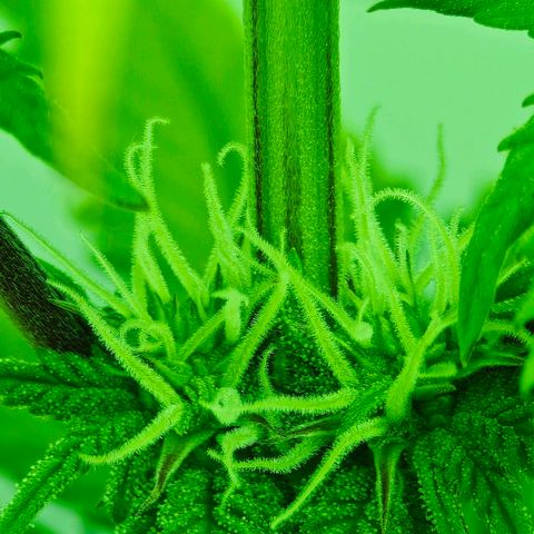 Watermelon OG RQS growlog timeline photo