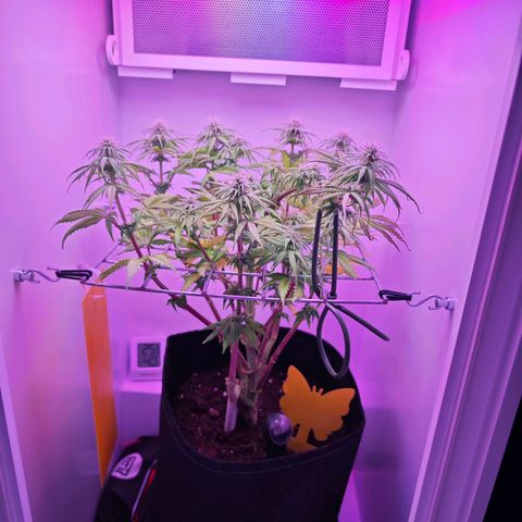 Watermelon OG RQS growlog timeline photo