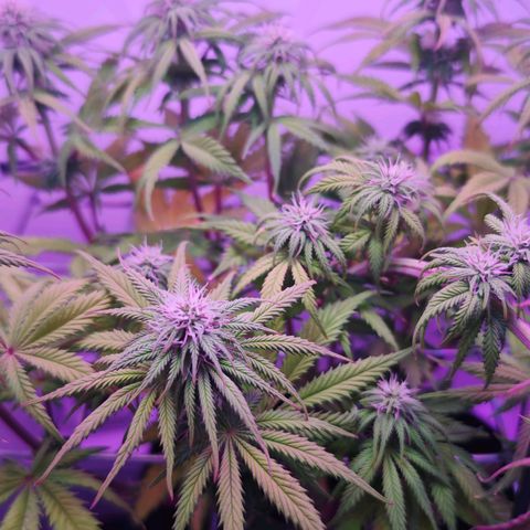 Watermelon OG RQS growlog timeline photo