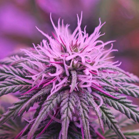 Watermelon OG RQS growlog timeline photo
