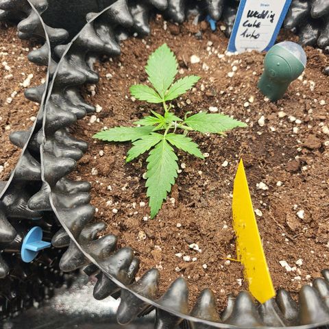 Wedding Cake Auto #1 growlog timeline photo