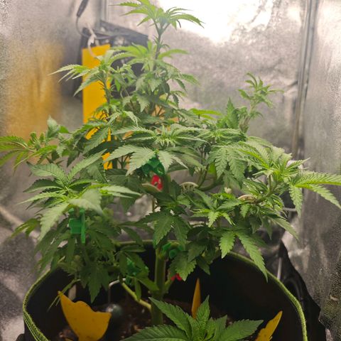 Watermelon OG RQS #2 growlog timeline photo