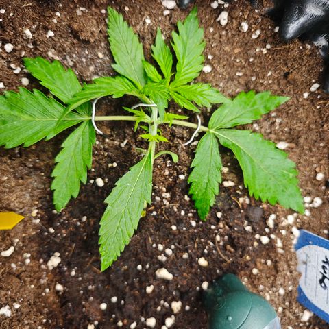 Wedding Cake Auto #1 growlog timeline photo