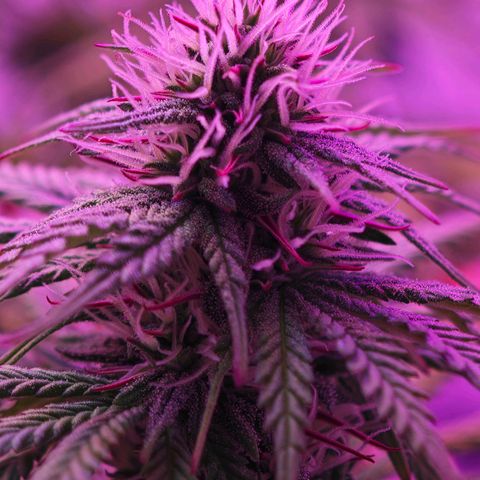 Watermelon OG RQS growlog timeline photo