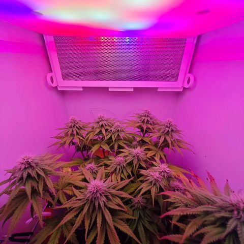 Watermelon OG RQS growlog timeline photo