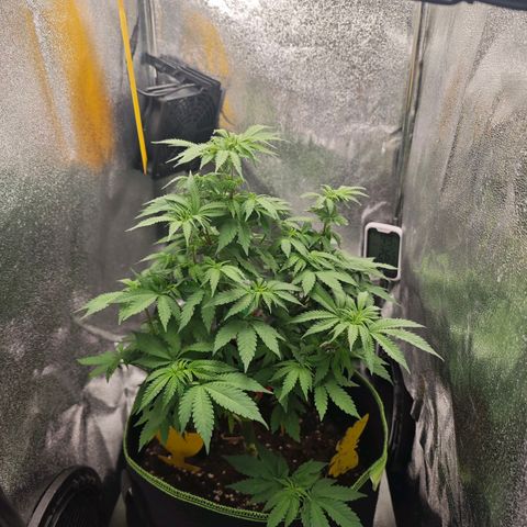 Watermelon OG RQS #2 growlog timeline photo
