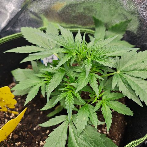 Fruit Punch Auto #1 growlog timeline photo
