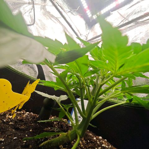 Fruit Punch Auto #1 growlog timeline photo