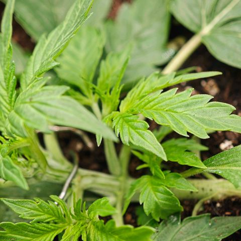 Wedding Cake Auto #1 growlog timeline photo