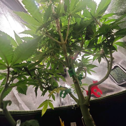 Watermelon OG RQS #2 growlog timeline photo