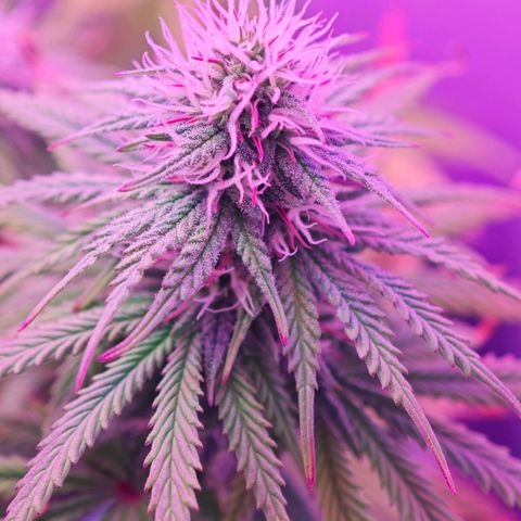 Watermelon OG RQS growlog timeline photo