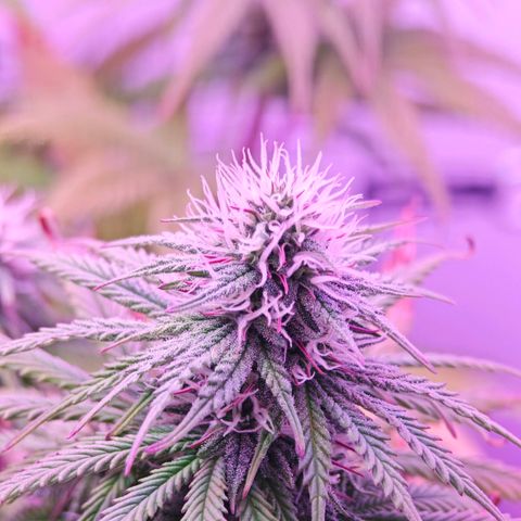 Watermelon OG RQS growlog timeline photo