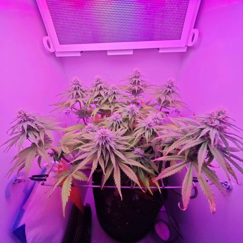 Watermelon OG RQS growlog timeline photo