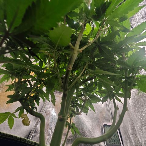 Watermelon OG RQS #2 growlog timeline photo